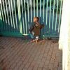 tsitsimercychivandire1