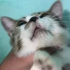 hongthamle26