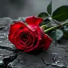 rimasaab24