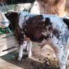 juragan_lembu44