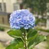 chesakinah84
