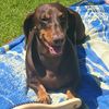 gunnerdachshund