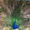 wildlifefantasy