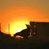 malembe_pics