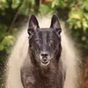 dogsport1