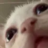 seeteemole