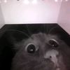 not_a_bot_1111