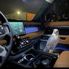 khalid_29288