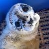seal3nthusiast