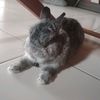 sayamrat_2522