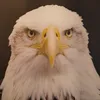 goliwin