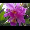 _ferry_22