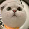 lelamhandsome