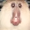 akosimarudsquee