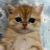 gataubingungplis