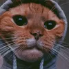 koga.....__boli..kurac3
