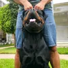 rottweiler_morroco