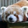 theredpanda83