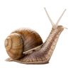theimmortalsnail