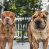 abbyandwillowsharpei