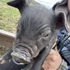 piggyboi6996