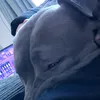 ibxmgi