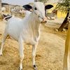 ♥️دانداں نے شوقین ⚜️