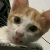 dubufication