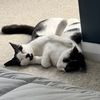 Baffo&Gnocca | Pet Influencers