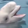 thecommonvinefan