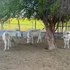 guero067