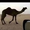 ﻓهدٰ ﺎلقبععّٰ♚.