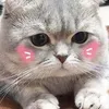 meowgiangho