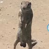 leratofrats