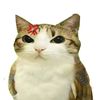cat_slinger