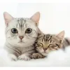 mahochan810_aicat