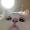 bce_norm