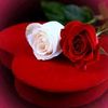 mohand123..._mmm0