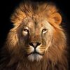 lionheart641