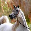 saheil82