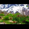 bawaje_1