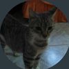 audrymiau