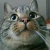 sesnei