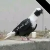 hussansame7