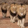 3luanet