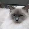 ptchaton10