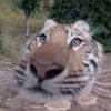 cofcatte