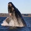 ___whale_____