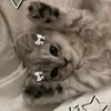 _comfortcat_