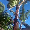 user2444242011388